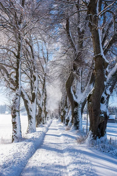 冬天穿过林荫林荫道的人行道 — 图库照片
