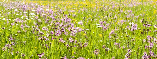 Panoramic Landscape Flowers Meadow — Fotografia de Stock