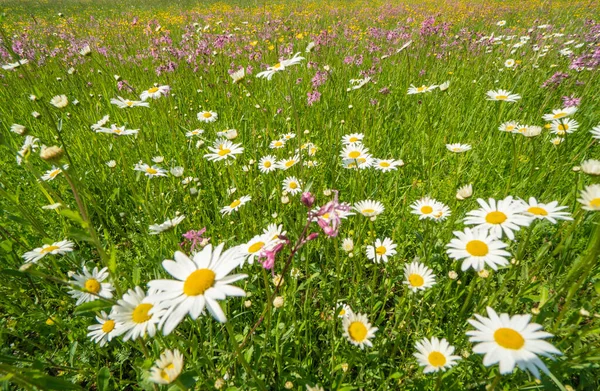 Fleurs Printanières Sur Prairie — Photo