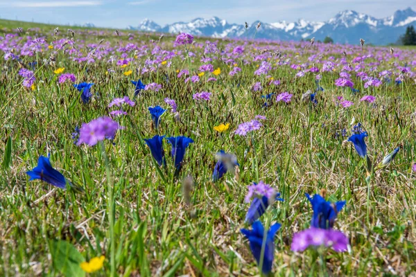 stock image spring flowers on meadow