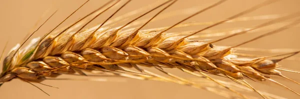 Grain Field Harvest — Stockfoto