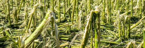 Hail Damage Heavy Rain Destroyed Maize Field — Stock Photo, Image