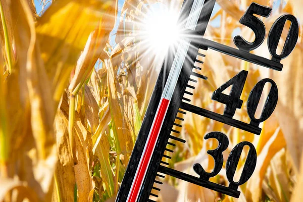 Термометр Показує Високу Температуру Літню Спеку — стокове фото