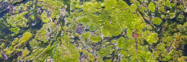 Water Pollution Growth Green Algae — Stock Photo, Image