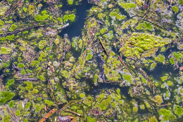 water pollution with growth of green algae
