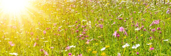 Panoramic Landscape Flowers Meadow Springtime — Stock Photo, Image