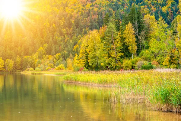 Ruhige Landschaft Mit Leuchtend Farbigen Blättern Und Sonnenstrahlen — Stockfoto