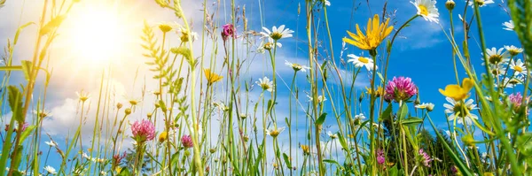 Panorámás Táj Virágokkal Réten Tavasszal — Stock Fotó