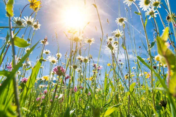 Gyönyörű Virágok Napsugarakkal Tavasszal — Stock Fotó