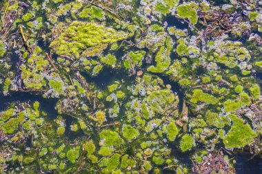  Yeşil yosunların büyümesiyle su kirliliği