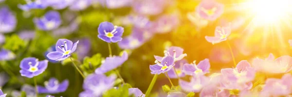 Flores Bonitas Com Raios Sol Primavera — Fotografia de Stock