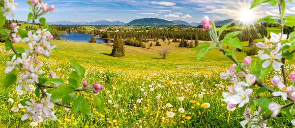 Panoramiczny Krajobraz Jeziorem Kwiatami Pasmem Górskim Wiosną — Zdjęcie stockowe