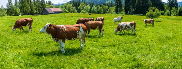 Manada Vacas Pastizal Baviera — Foto de Stock