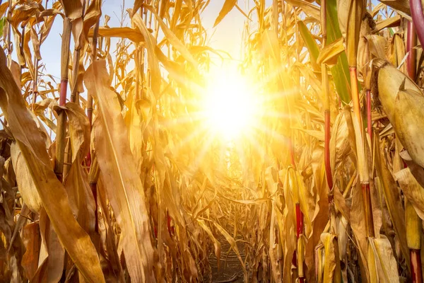 Temperatura Quente Calor Verão Secura Agricultura — Fotografia de Stock
