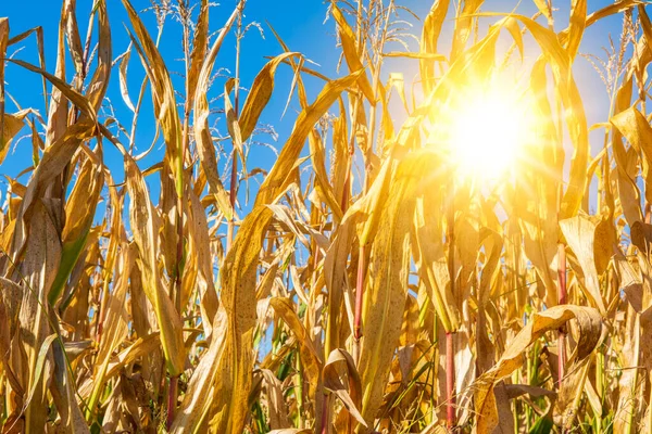 Temperatura Quente Calor Verão Secura Agricultura — Fotografia de Stock