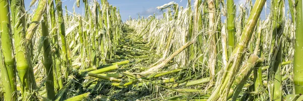 Zware Storm Hagel Vernietigd Landbouwgebied — Stockfoto