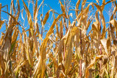 Su kıtlığı, yüksek sıcaklık, iklim değişikliği ve tarlada kurumuş bitkiler