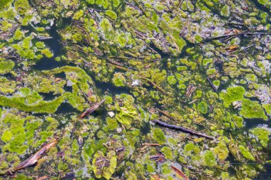 Yeşil yosunların büyümesiyle su kirliliği