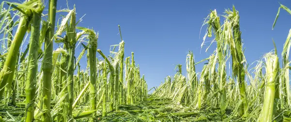 Maize Field Destroyed Hail Storm — Stock Photo, Image