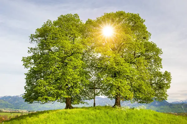 Sun Two Old Linden Trees Stock Image