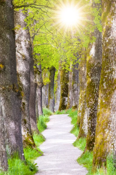 오래된 나무와 발걸음을 스톡 사진