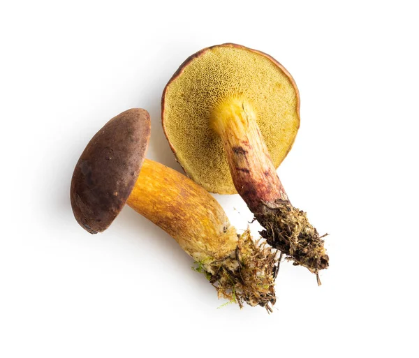 Boleto Cogumelos Outono Isolado Fundo Branco — Fotografia de Stock