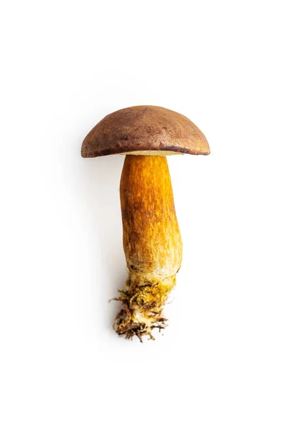 Boleto Cogumelos Outono Isolado Fundo Branco — Fotografia de Stock
