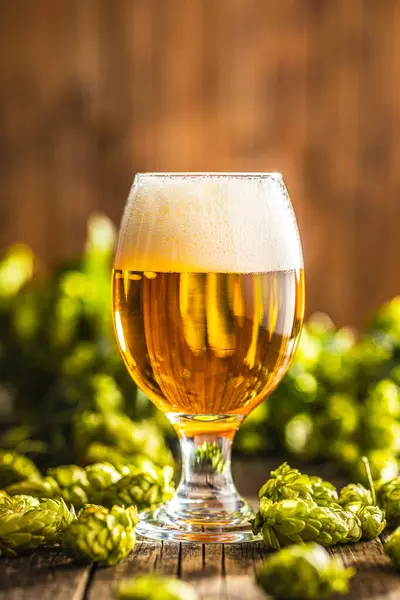 Glass Beer Hops Crop Wooden Table — Stock Photo, Image