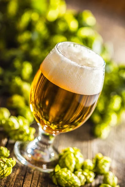 Glas Bier Und Hopfen Auf Dem Holztisch — Stockfoto