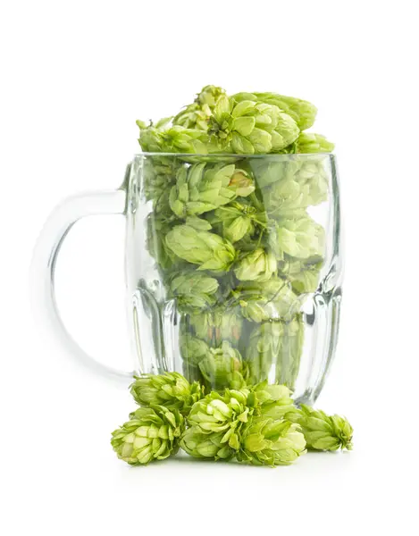 Grüne Hopfenernte Bierglas Isoliert Auf Weißem Hintergrund — Stockfoto