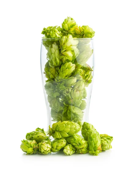 Grüne Hopfenernte Bierglas Isoliert Auf Weißem Hintergrund — Stockfoto