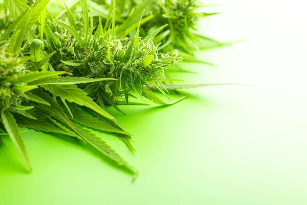 Marijuana Knoppar Cannabis Växt Den Gröna Bakgrunden — Stockfoto