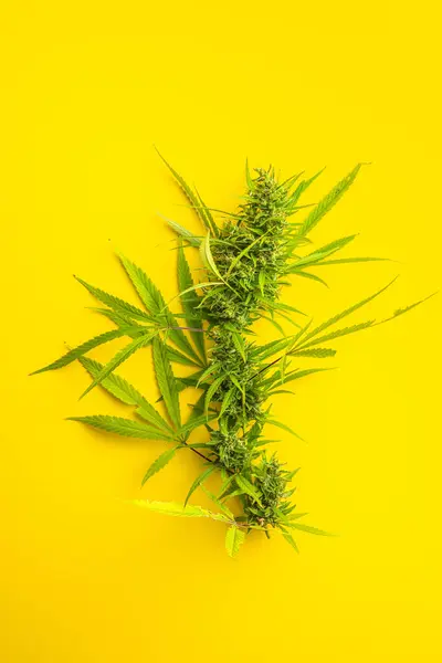 Marijuana Knoppar Cannabis Växt Den Gula Bakgrunden Ovanifrån — Stockfoto