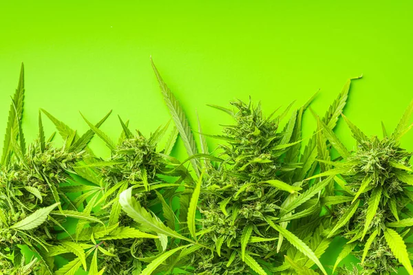 Marijuana Knoppar Cannabis Växt Den Gröna Bakgrunden Ovanifrån — Stockfoto