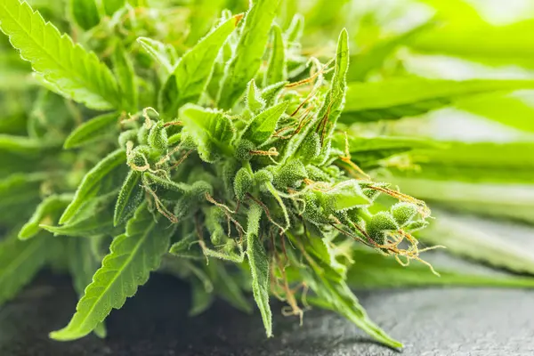 Marijuana Buds Cannabis Plant Black Table — Stock Photo, Image