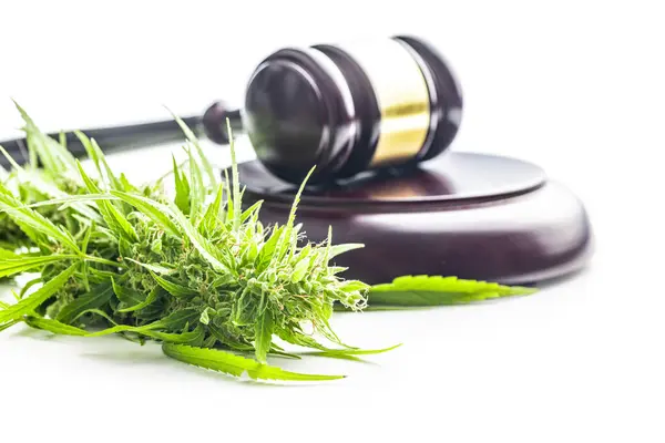 Marihuanové Poupata Konopí Rostlina Soudce Kladívko Izolované Bílém Pozadí — Stock fotografie