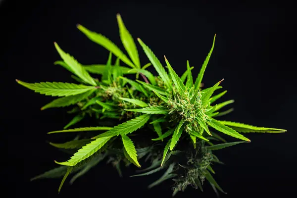 Marijuana Knoppar Cannabis Växt Svarta Bordet — Stockfoto