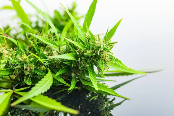 Marihuanové Poupata Konopná Rostlina Zrcadlovém Stole — Stock fotografie