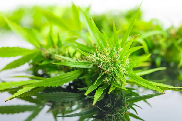 Marijuana Knoppar Cannabis Växt Spegelbordet — Stockfoto