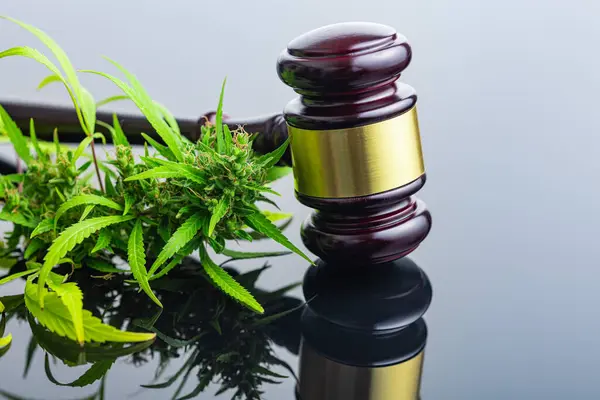 Marihuanové Poupata Konopí Rostlina Soudce Kladívko Zrcadlovém Stole — Stock fotografie
