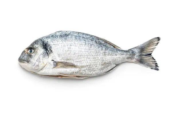 Färsk Havsbraxen Fisk Isolerad Vit Bakgrund — Stockfoto