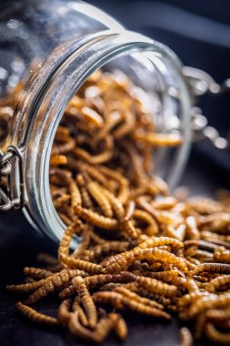 Dried salted worms. Roasted mealworms in jar on a black table. clipart