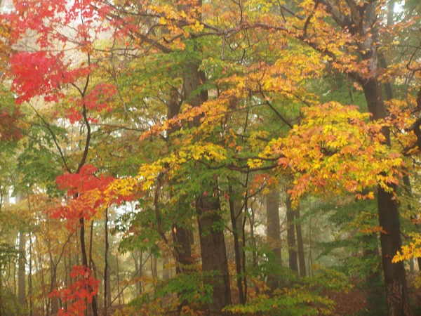 Krajobraz Zdjęcie Jesiennych Liści Drzew Porannej Mgle — Zdjęcie stockowe