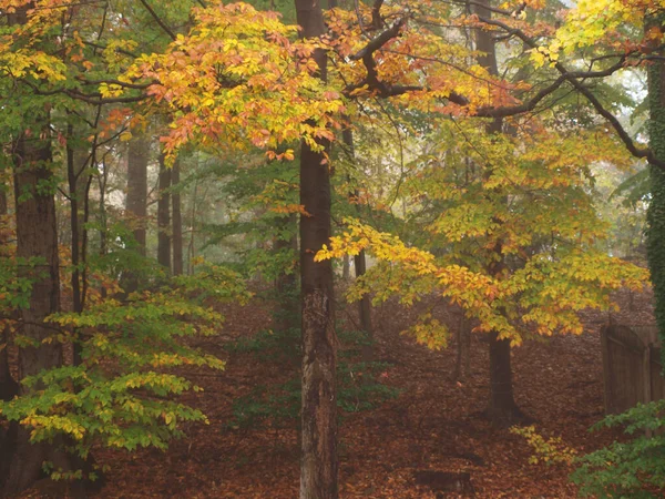 stock image landscape photo of Fall leaves of trees in morning mist