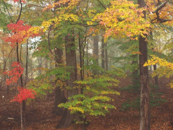 Landschaftsbild Von Herbstblättern Von Bäumen Morgennebel — Stockfoto