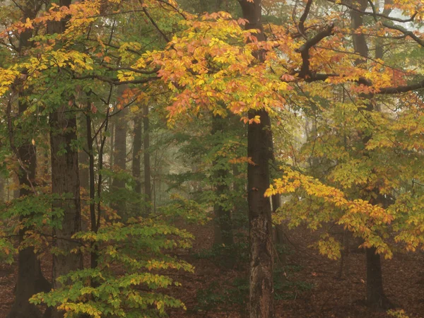 stock image landscape photo of Fall leaves of trees in morning mist