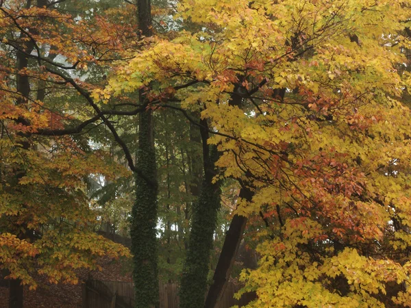 朝霧の中の木々の紅葉の風景写真 — ストック写真