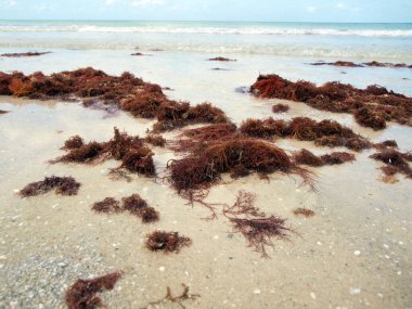 Florida Körfezi sahilinin beyaz kumsalında dinlenen kırmızı renkli deniz yosunu.