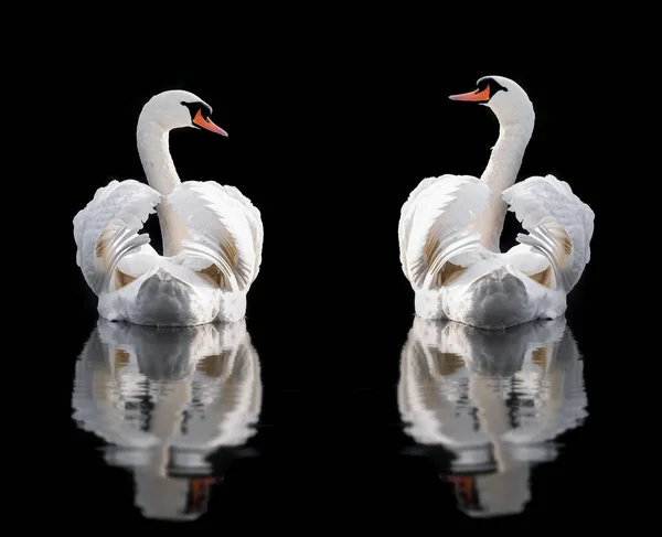 Dos Cisnes Blancos Mudos Con Alas Mirando Uno Otro Agua — Foto de Stock