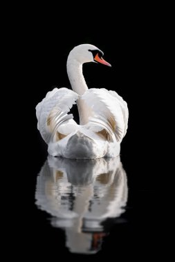 Kuzeydoğu İngiltere 'de Kuzey Walsham' da siyah bir zemin üzerinde izole edilmiş kanatları olan tek beyaz dilsiz kuğu.